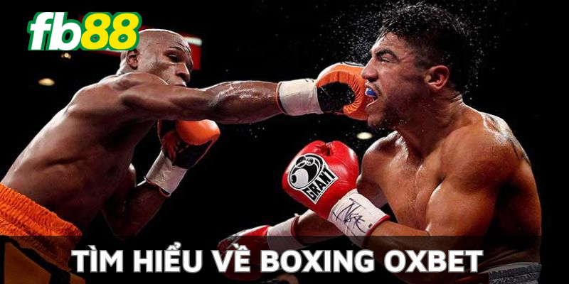 Thông tin chi tiết về boxing Oxbet